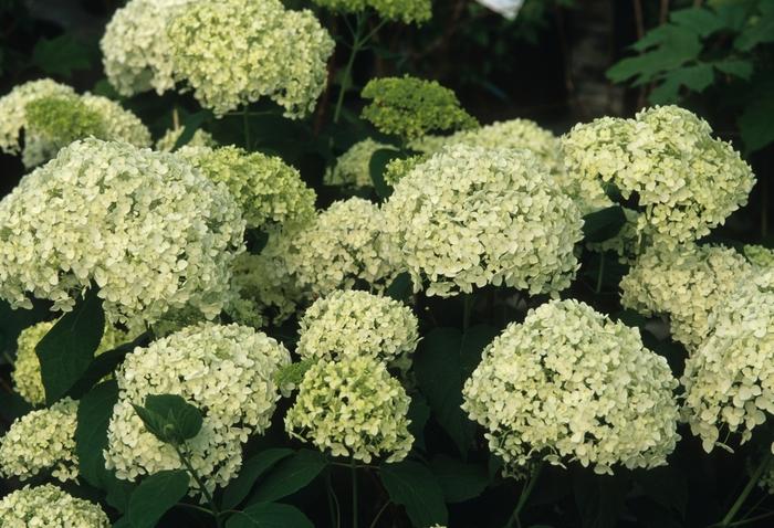 2g. Annabelle Hydrangea