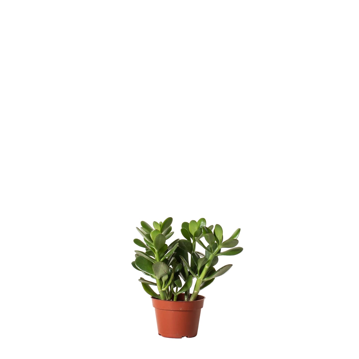 Jade - 4 Inch Pot