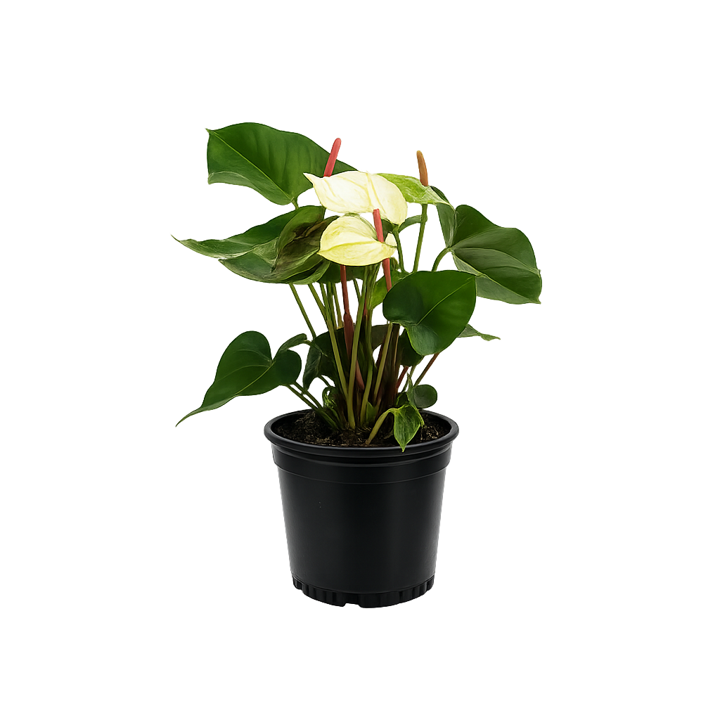 Anthurium - 6 Inch Pot