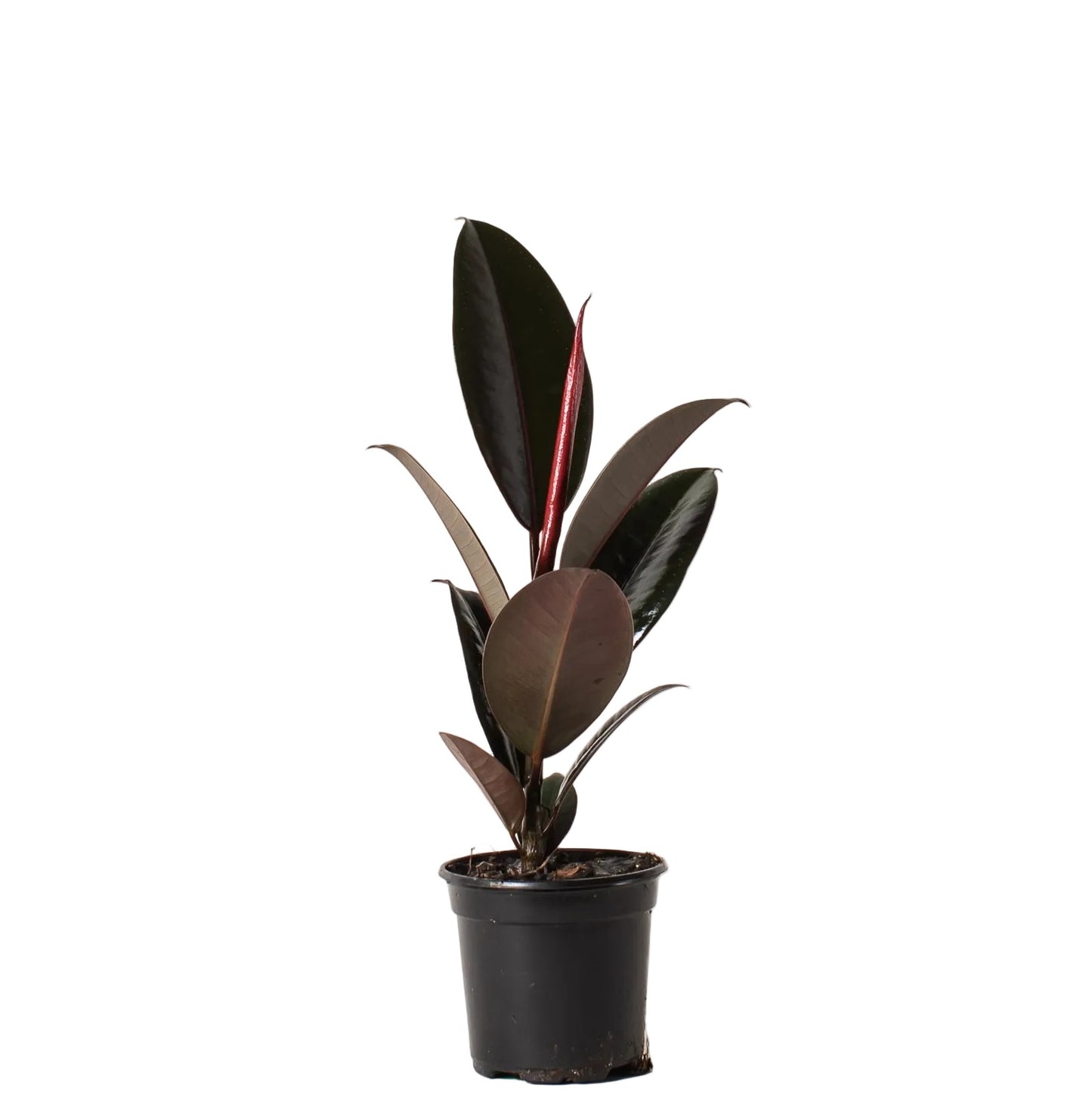 Rubber Tree - 6 Inch Pot