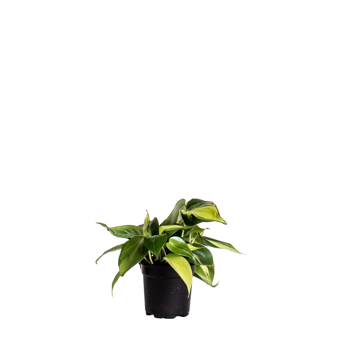 Philodendron Brasil - 4 Inch Pot
