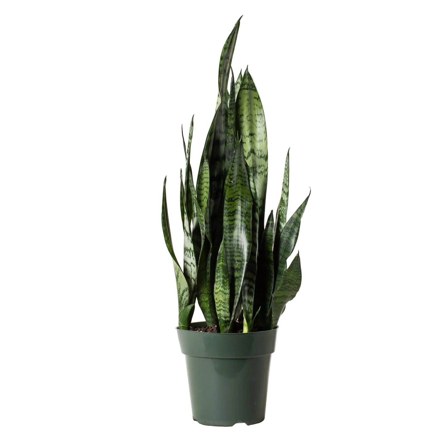 Snake Plant - 6 Inch Pot