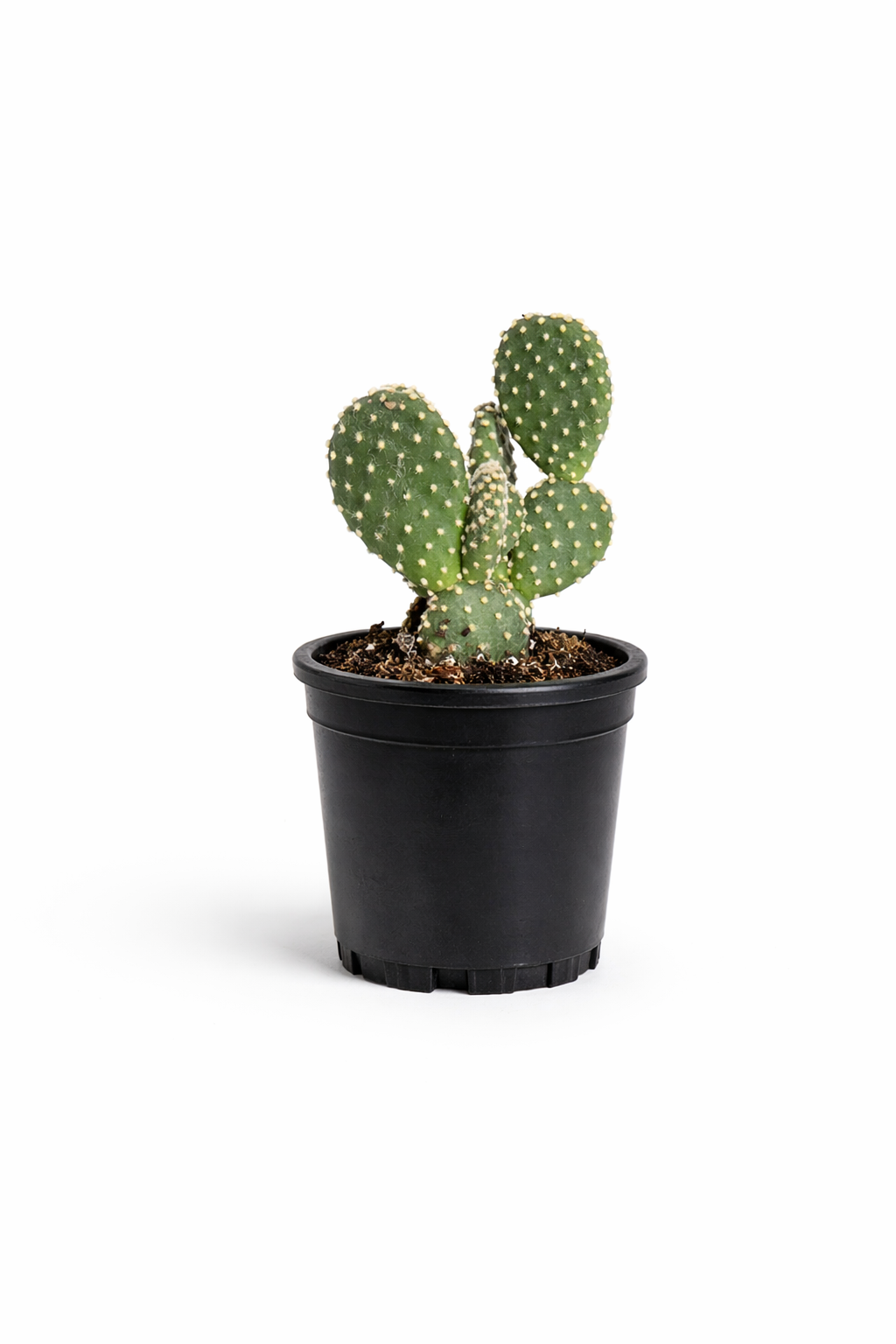 Bunny Ears Cactus - 2.5 Inch Pot