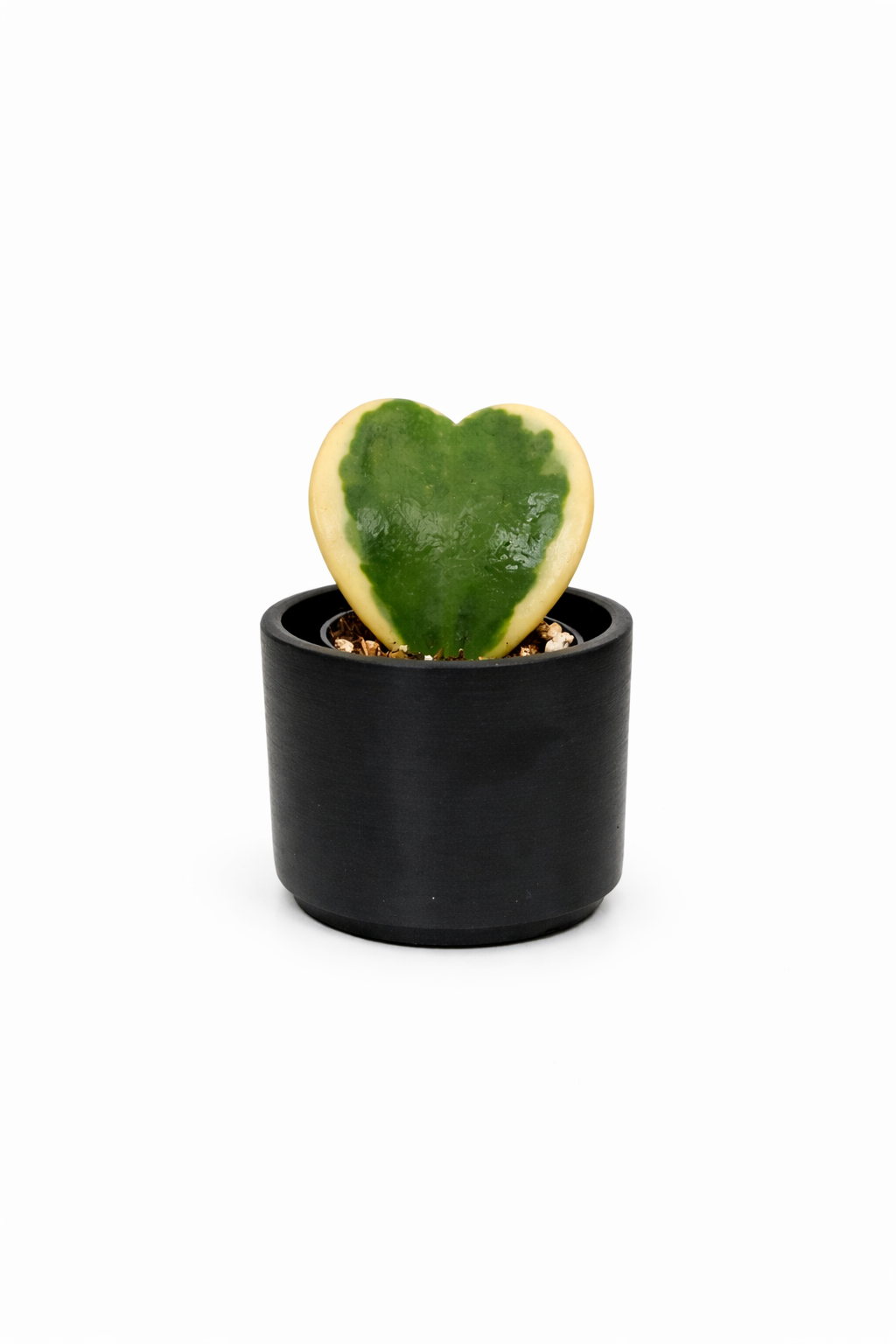 Heart Hoya - 2.5 Inch Pot