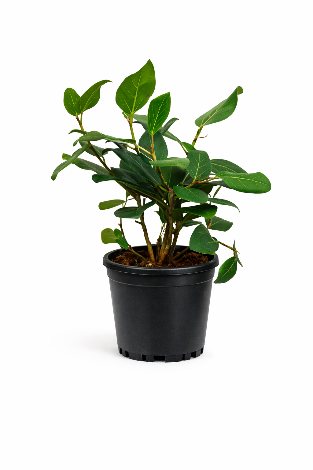 Ficus audrey - 6 Inch Pot