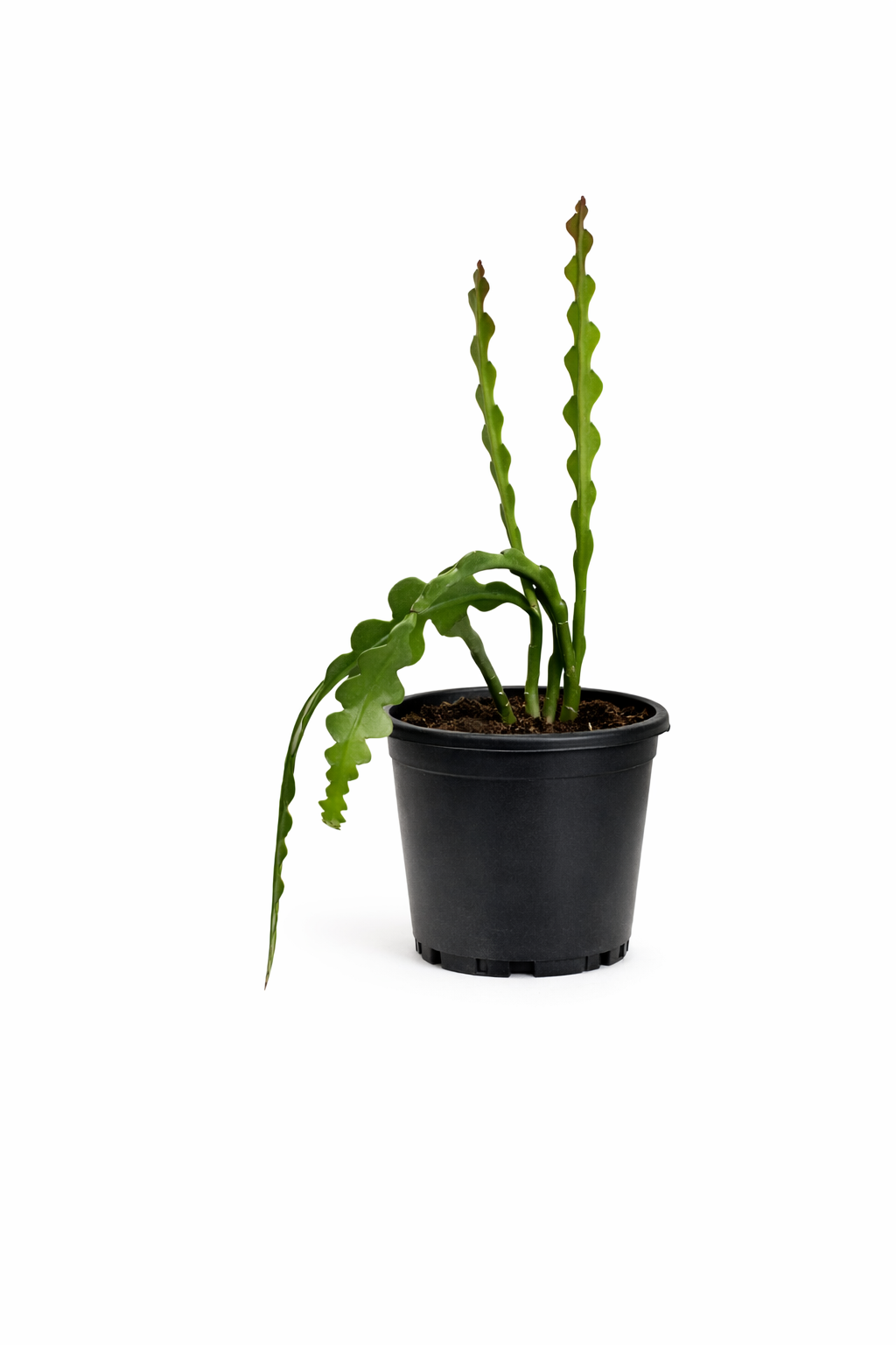 Fishbone Cactus - 4 Inch Pot