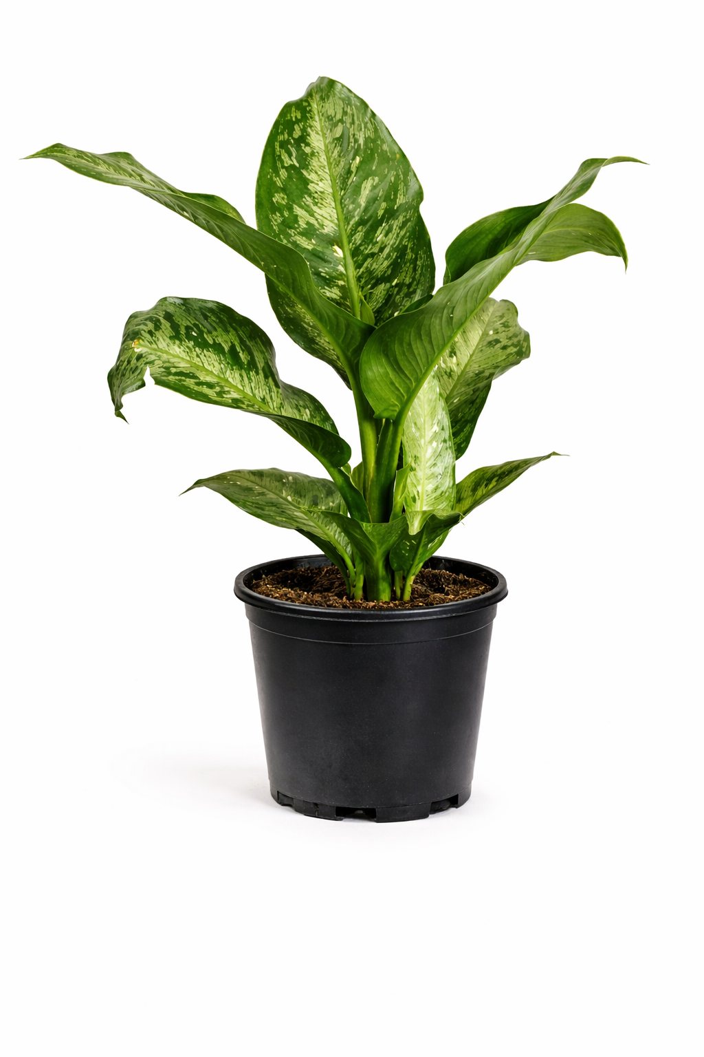 Snow queen dumbcane - 10 Inch Pot