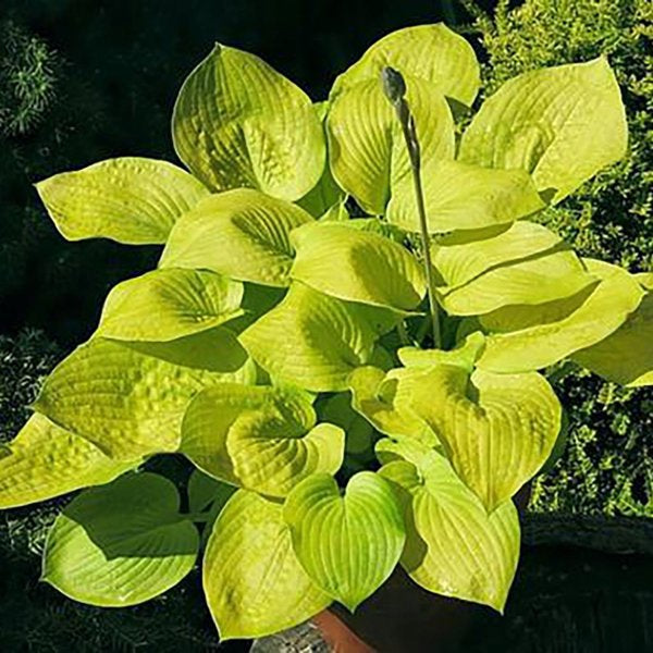 1g Glad Tidings Hosta