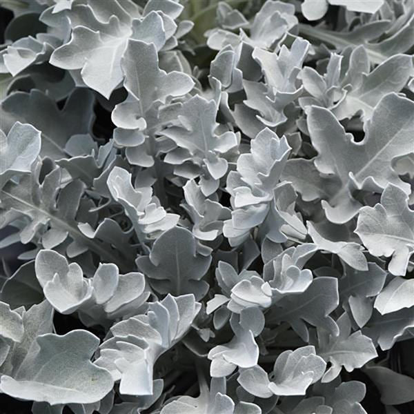 1g Silver Swirl Dusty Miller