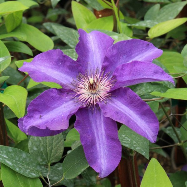 1g The President Clematis