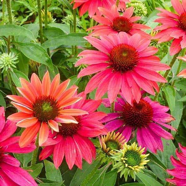 1g Tres Amigos Sombrero Coneflower
