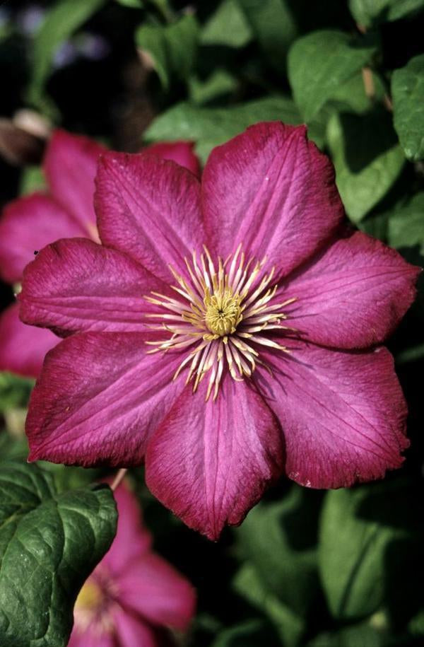 1g Ville de Lyon Clematis