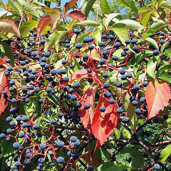 1g Virginia Creeper