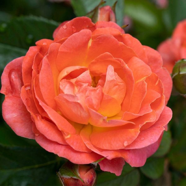 2g. Rosa Orange Glow Knock Out