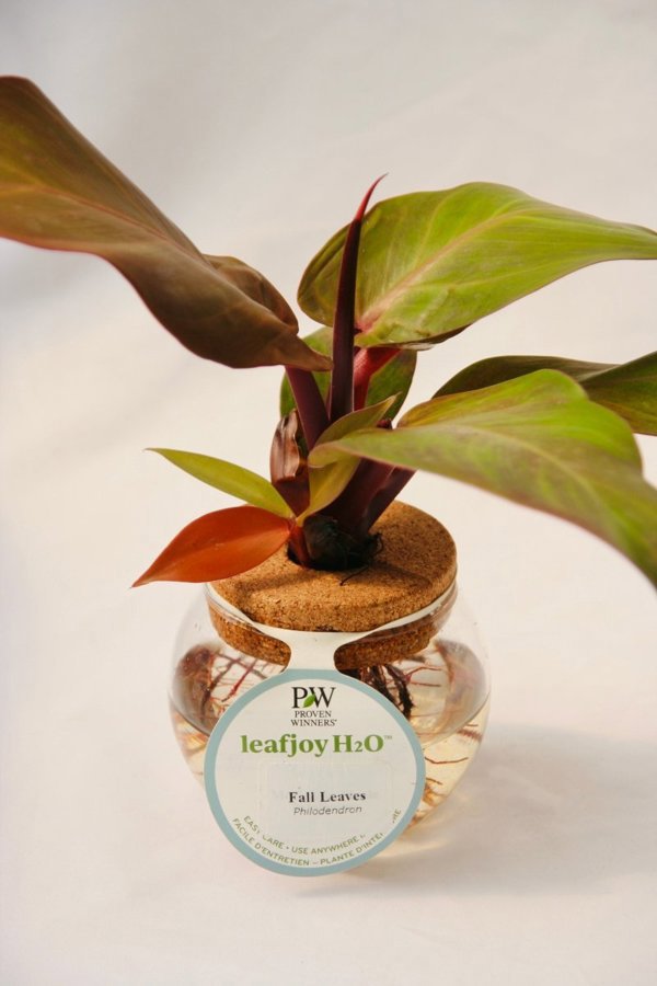 3 Inch Glass Bowl Leafjoy H20 Bowl Fall Leaves Philodendron