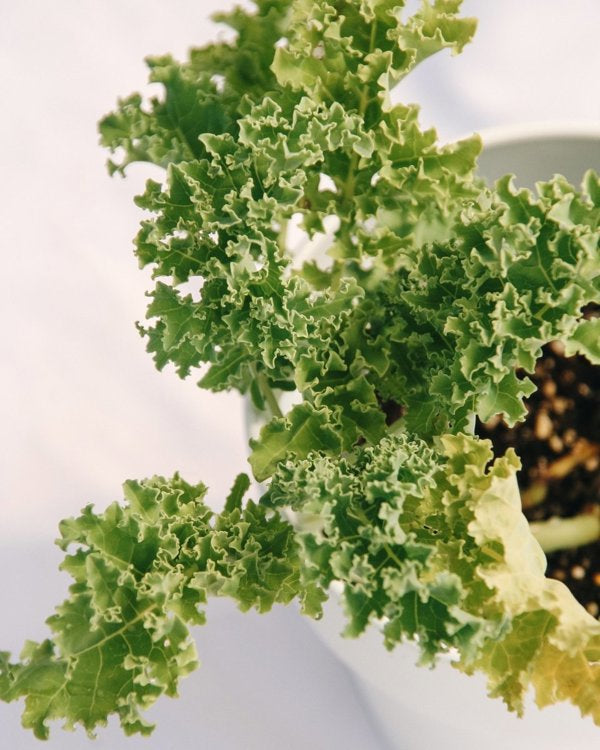 4 Inch Green Kale
