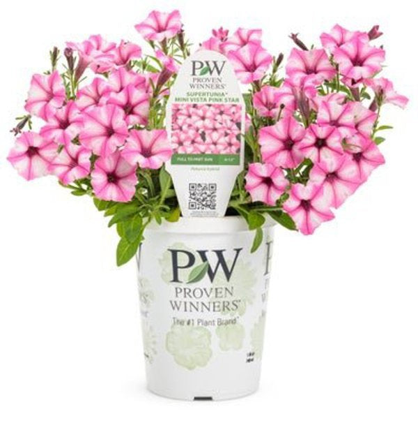 4 Inch Petunia Supertunia Mini Vista Pink Star