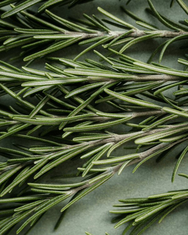 4 Inch Rosemary