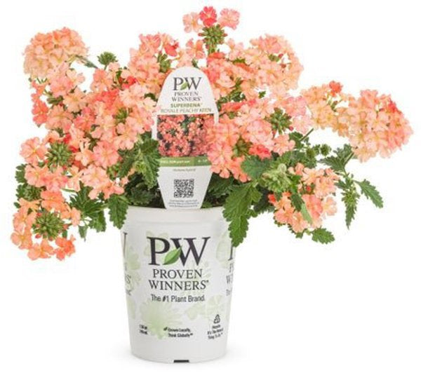 4 Inch Verbena Superbena Peachy Keen