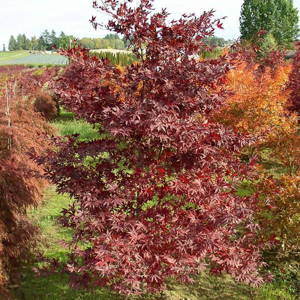 5g Suminigashi Japanese Maple