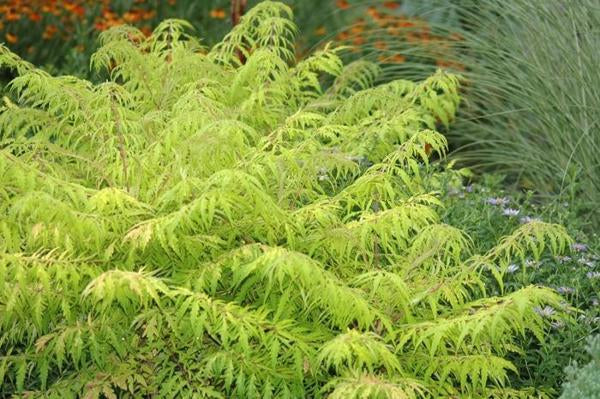 5g Tiger Eyes Staghorn Sumac