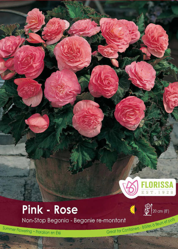 Non stop Pink Begonia Bulb
