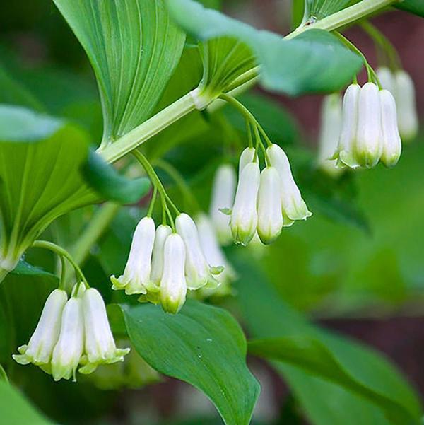 Solomon's Seal - 11cm Pot