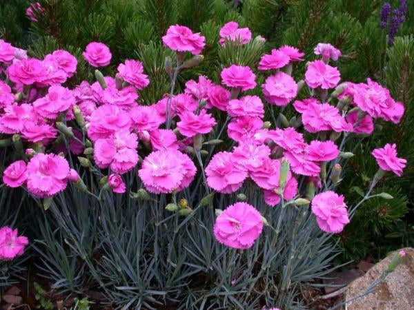 Tickled Pink Pinks - 11cm Pot