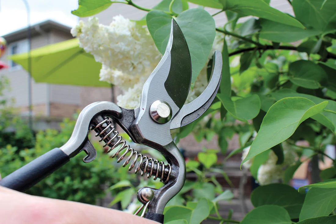 Vintage Forged Bypass Pruner