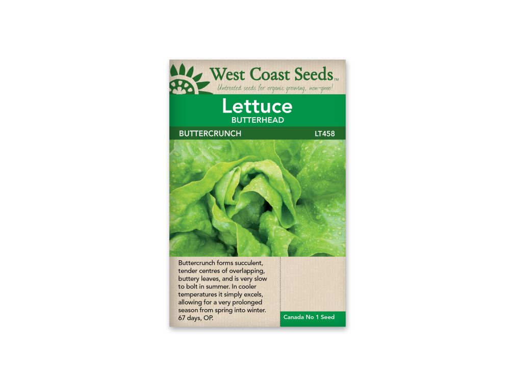 Lettuce Buttercrunch Butterhead