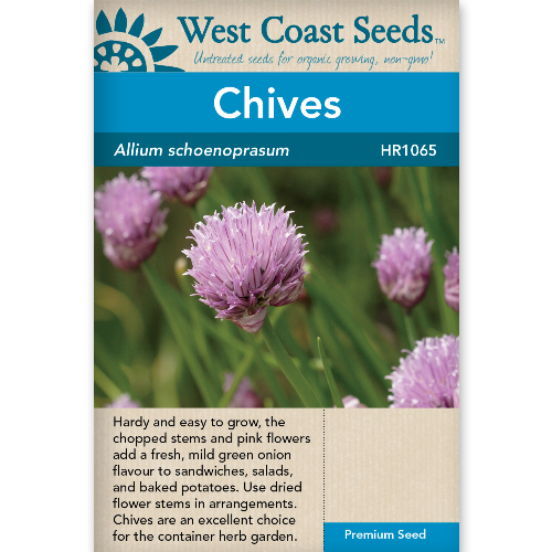 Herb Chives Allium schoenoprasum