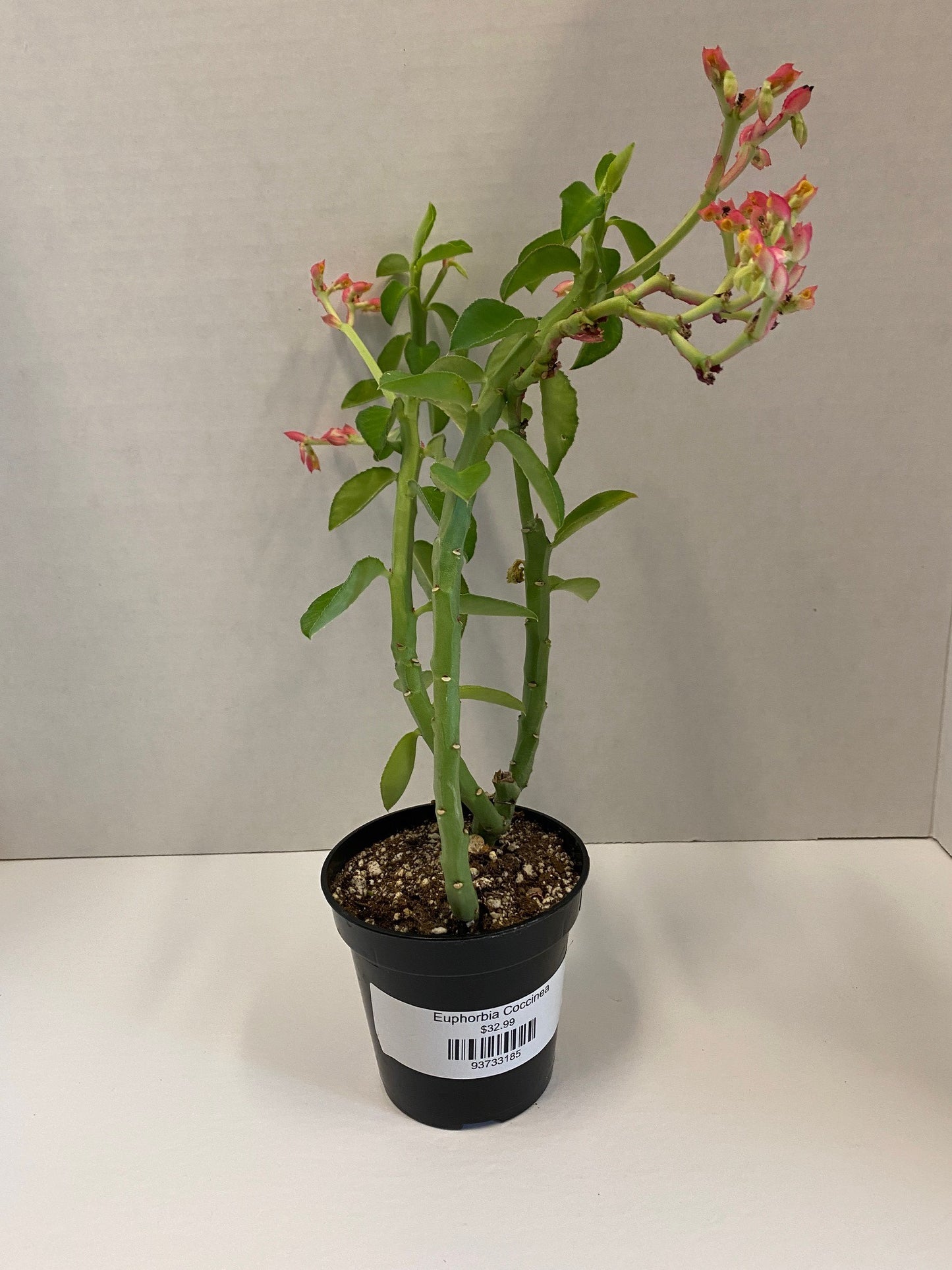 Euphorbia Coccinea
