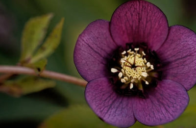 Mastering Hellebore Care: Tips from the TBG