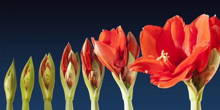 Tips and Tricks for Growing Stunning and Strong Amaryllis