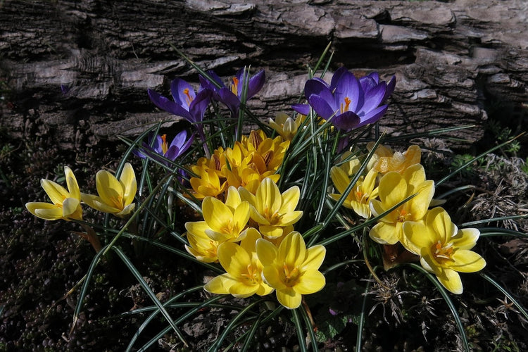 Bulbs