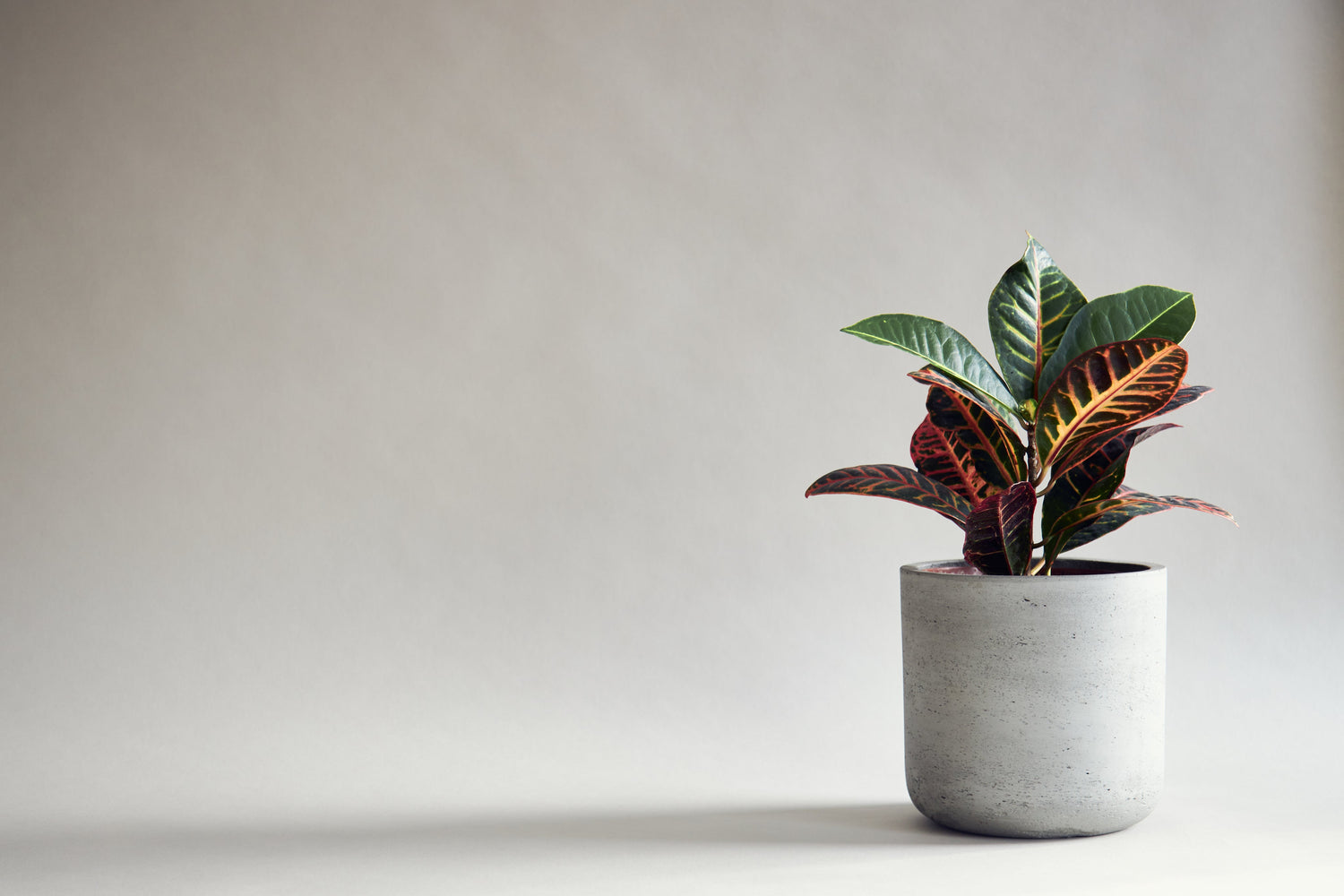Houseplants