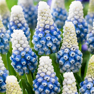 Bulbs, Muscari, Mountain Lady