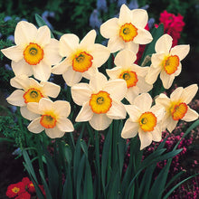 Load image into Gallery viewer, Bulbs, Narcissus, Flower Record
