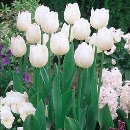 Bulbs, Tulip, Diana