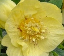 Hellebore - Honeymoon - California Dreaming 1GAL