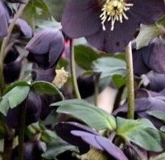 Hellebore - Honeymoon - New York Night 1GAL