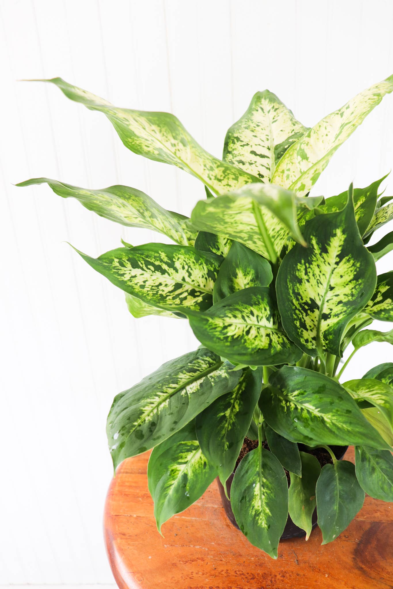 Anna's Garden, Home and Wellness - 6" Dieffenbachia Assorted