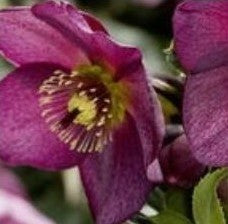 Hellebore - Ice n' Roses - Red 1GAL