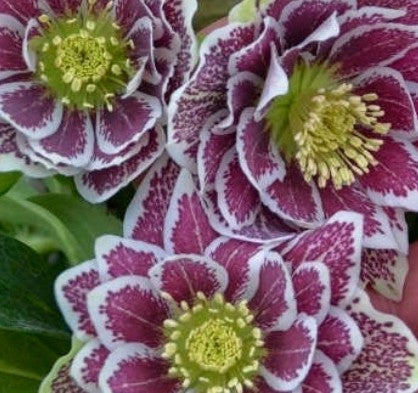 Hellebore - Wedding Bells - Shotgun Wedding 1GAL