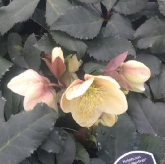 Hellebore - Champion 1GAL