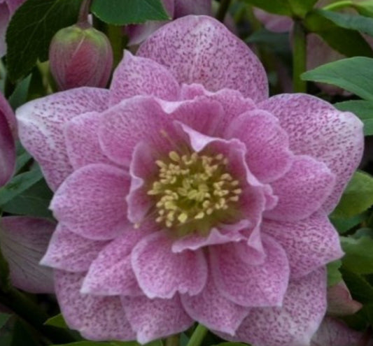 Hellebore - Wedding Bells - Wedding Crasher 1GAL