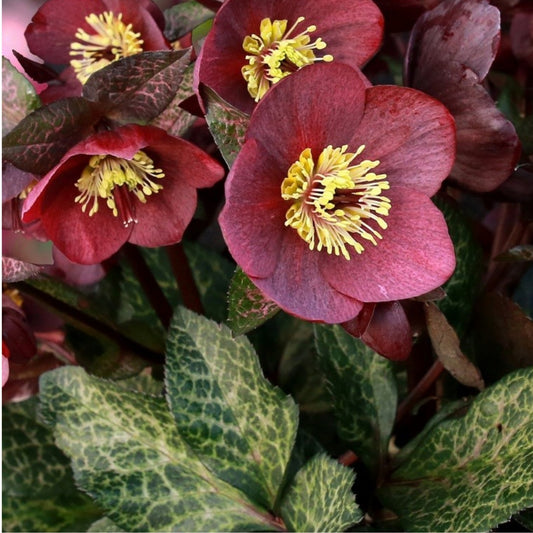 Hellebore - Ice n' Roses - Mona Marble 1GAL