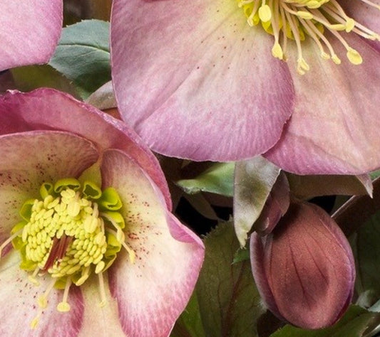 Hellebore - Ice n' Roses - Rose 1GAL