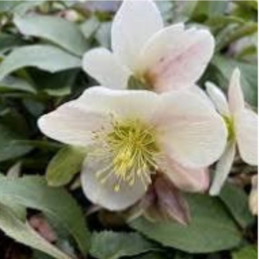 Hellebore - Candy Love 1GAL
