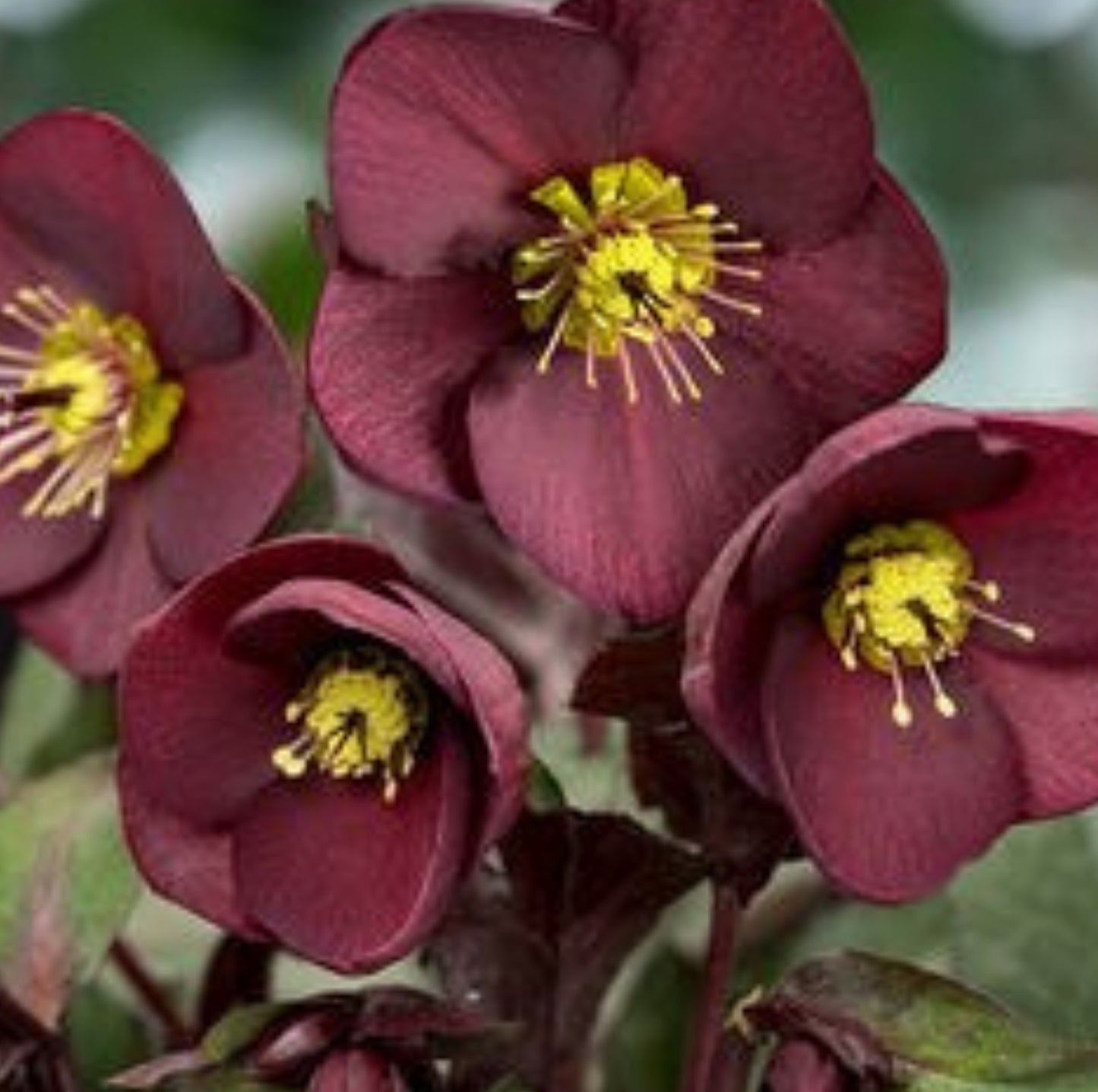 Hellebore - Ice n' Roses - Merlot 1GAL